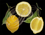 CITRON DE MENTON (Citrus limon) entier et coupes