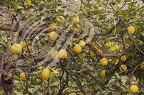 CITRONNIER DE MENTON (Citrus limon)