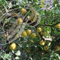 CITRONNIER DE MENTON (Citrus limon)   