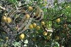 CITRONNIER DE MENTON (Citrus limon)   
