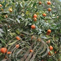 ORANGER AMER ou BIGARADIER (Citrus aurantium)