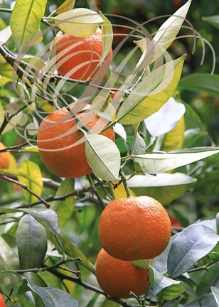 ORANGES AMÈRES ou Bigarades issues du Bigaradier (Citrus aurantium)