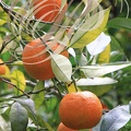 ORANGES AMÈRES ou Bigarades issues du Bigaradier (Citrus aurantium)