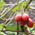 TAMARILLOS fruits de l'arbre à tomates (Cyphomandra betacea ou Solanum betaceum)