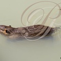 RAGONDIN (Myocastor coypus)