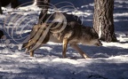 LOUP - Wolf - Lobo - Canis lupus