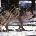 LOUP (Canis lupus)