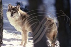 LOUP (Canis lupus)