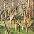 NOISETIER (Corylus avellana) - fleurs