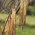 NOISETIER (Corylus avellana) - fleurs