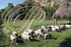 LES ALDUDES - élevage de jeunes porcs basques race KINTOA en liberté