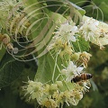 TILLEUL à grandes feuilles ou tilleul de Hollande (Tilia platyphyllos) : fleurs butinées par une abeille mellifère (Andrena florea)