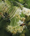 TILLEUL à grandes feuilles ou tilleul de Hollande (Tilia platyphyllos) : fleurs butinées par une abeille mellifère (Andrena florea)