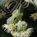 TILLEUL à grandes feuilles ou tilleul de Hollande (Tilia platyphyllos) : fleurs