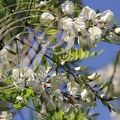 ROBINIER FAUX ACACIA (Robinia pseudoacacia) : fleurs