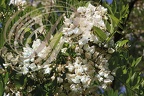 ROBINIER FAUX ACACIA (Robinia pseudoacacia) : fleurs