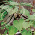 SARRAZIN (Fagopyrum esculentum)