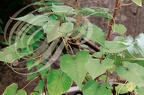 SARRAZIN (Fagopyrum esculentum)