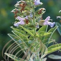 SAUGE OFFICINALE (Salvia officinalis) : fleurs 