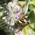 Accouplement d ABEILLES solitaires (Dasypoda rufipes) sur une fleur d'Épiaire laineuse (Stachys lanata)