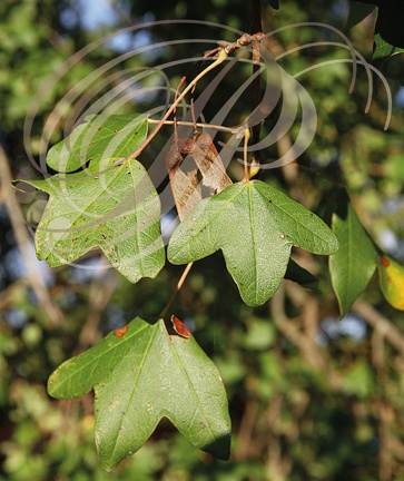 ÉRABLE DE MONTPELLIER (Acer monspessulanum)