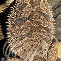 AGAME BARBU (Pogona vitticeps) - détail des écailles du dos