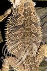 AGAME BARBU (Pogona vitticeps) - détail des écailles du dos