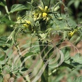 TOMATE (Solanum Lycopersicum) : Fleurs