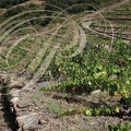 COLLIOURE - vignobles en terrasses - murs de schiste et collecteur d'eau