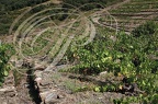 COLLIOURE - vignobles en terrasses - murs de schiste et collecteur d'eau