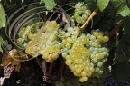 VIGNE (Vitis vinivfera) cépage GRENACHE BLANC de Collioure