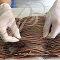 MAISON DESCLAUX : anchois filetés