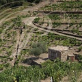 COLLIOURE - vignobles en terrasses  - murets et cabane de vigneron en schiste et collecteur d'eau