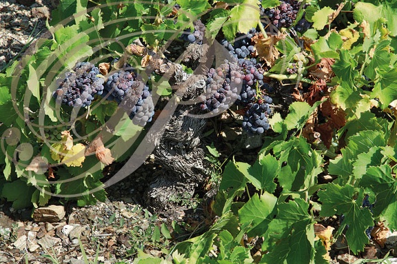 VIGNE (Vitis vinivfera) - cépage GRENACHE NOIR de Collioure (vieux ceps)   
