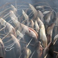 MARSEILLAN - fête des anguilles fumées 