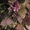 BASILIC POURPRE (Ocimum baslicum purpurascens)