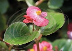 BEGONIA semperflorens - fleur