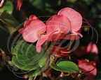 BEGONIA semperflorens - fleur 