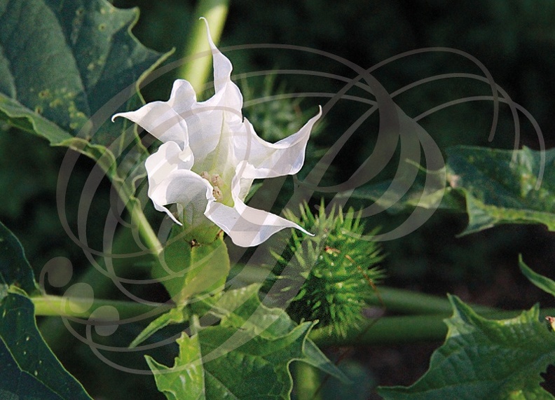 DATURA OFFICINAL ou STRAMOINE ou HERBE AUX SORCIÈRES ou POMME ÉPINEUSE (Datura stramonium) fleur