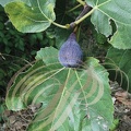 FIGUE et feuilles (Ficus carica)