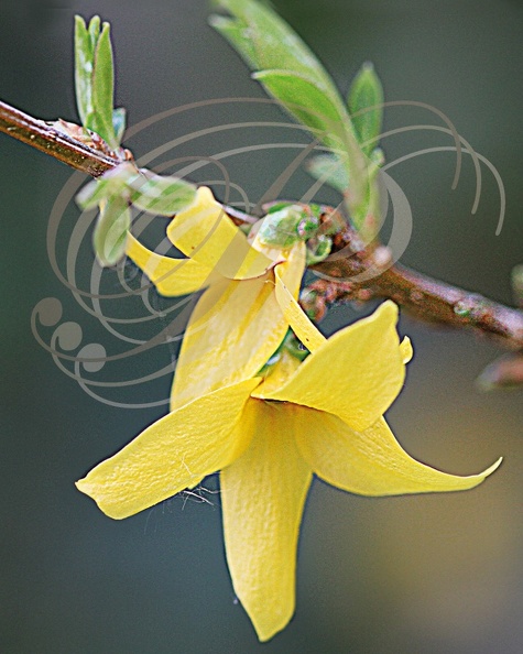 FORSYTHIA (Forsythia intermedia)