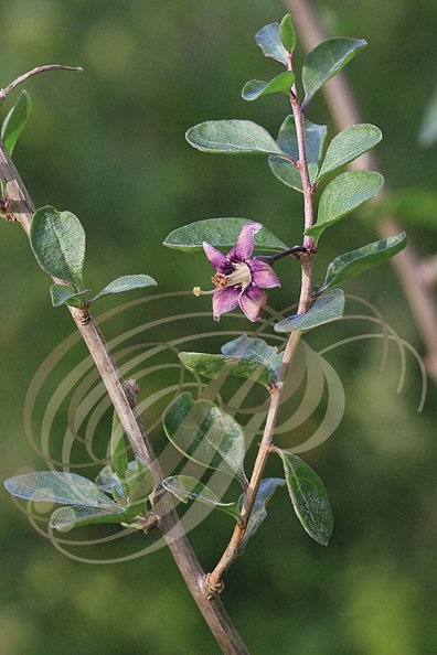 GOGI (Lycium Barbarum) fleur