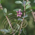 GOGI (Lycium Barbarum) fleur