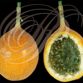GRENADILLE orange ou Grenadille douce ou Grenadelle (Passiflora ligularis)