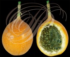 GRENADILLE orange ou Grenadille douce ou Grenadelle (Passiflora ligularis)