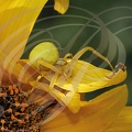 THOMISE jaune (Misumena vatia) sur une fleur de topinambour