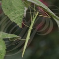 PHASME GAULOIS (Clonopsis gallica)