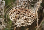 GUÊPES POLISTES(Polistes gallicus) - nid