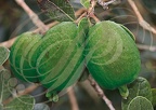 GOYAVIER DU BRÈSIL (Feijoa sellowiana) - 2 fruits sur l'arbre