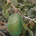 GOYAVIER DU BRÈSIL (Feijoa sellowiana) - fruit sur l'arbre